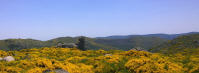 die gelbe Ginsterorgie am Mont Lozere
